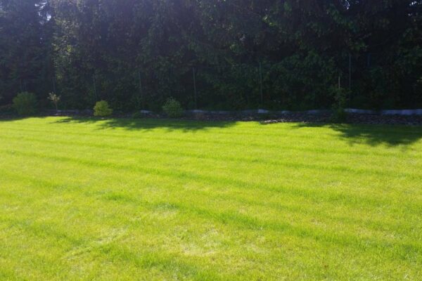 Zakładanie trawnika 2