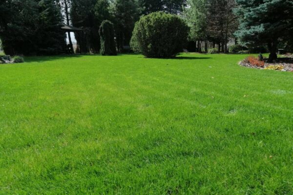 Zakładanie trawnika 5