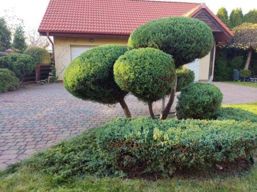 usługi ogrodnicze poznan 6