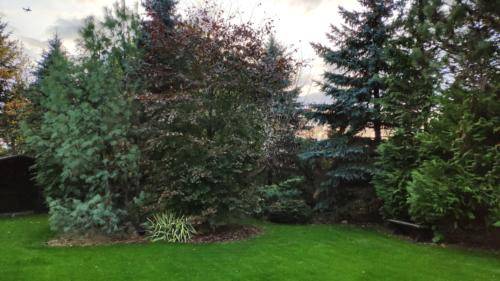 usługi ogrodnicze poznan 9